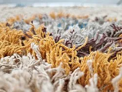 Ryijymatot - Marden Natural Cotton Shaggy (beige/multi)