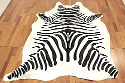 Zebra 11