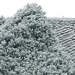 Pyöreät matot - Combarro Solid Cotton Shaggy (vaaleansininen)