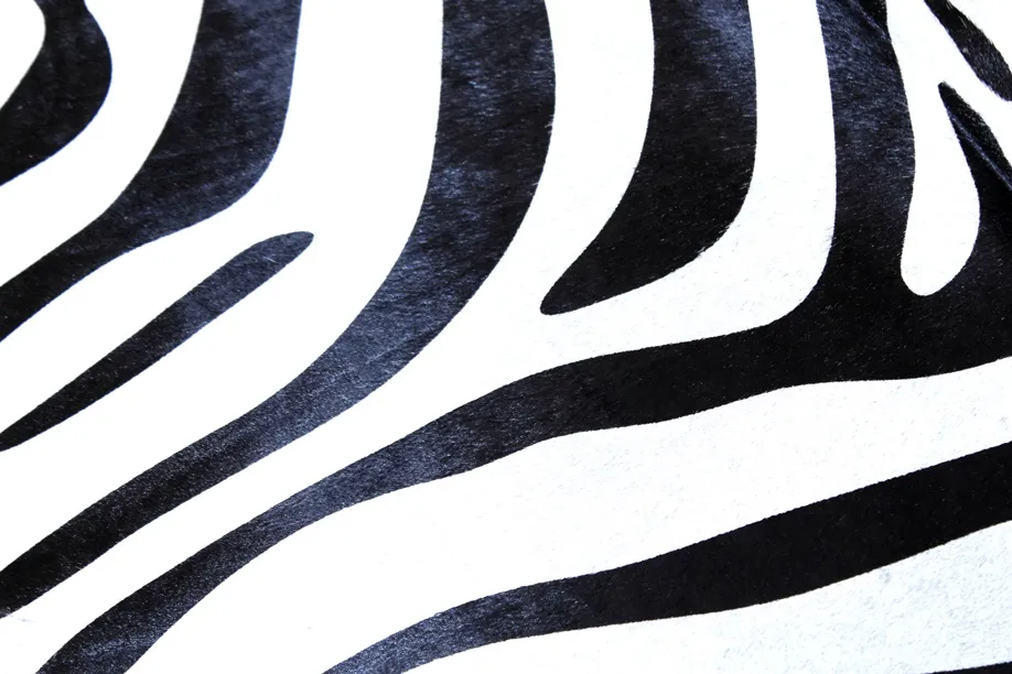 Zebra 14